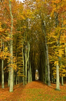 Path through the trees in a forest in autumn colors with fallen leaves on the ground.
