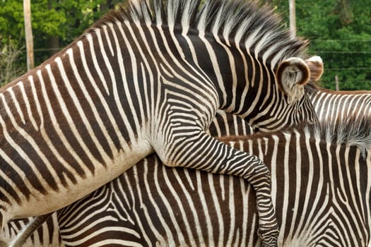 Two zebras pairing. This shot was taken at the zoo in Holland. Beautiful pattern with the black and white stripes.