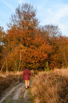 Late in the year the colors of this forest are beautiful. It is a sunny day and this woman is walking down a lonely path into the forest in Drenthe.