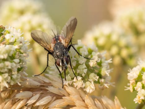 Up very close to this fly and still managed to get some nice depth. I think this gives a very nice representation of these little insects in nature.