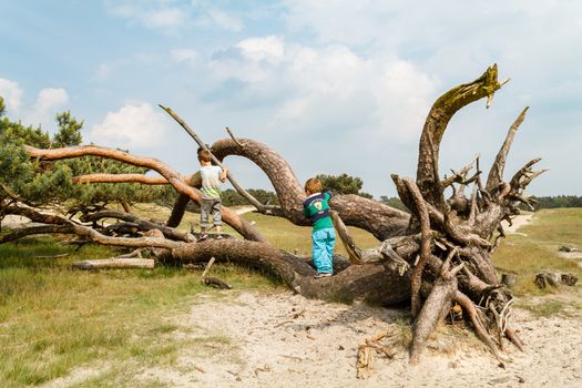 Two young children walking over the side of a fallen tree. Warm summer day with sunlight warming up the scene.