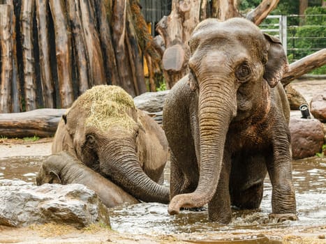 Two adult elephants and one infant playing in a pool of water at the zoo.