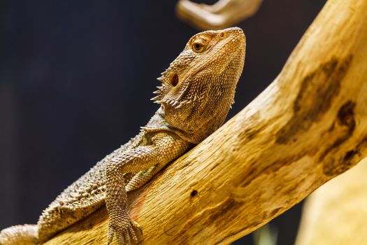 Solitary lizard camouflages himslef by lying on top of a branch that is the same color.