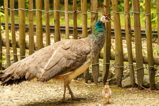 A very young peacock out walking with an adult female
