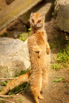 This meerkat is standing on his hind legs in a nice straight pose