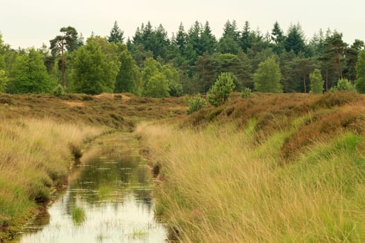 Small stream of water running through beautiful heathland area on a cloudy day in Holland