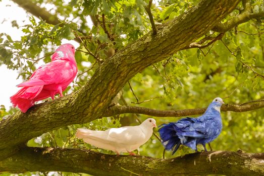 The different colored doves standing on some branches on a sunny day