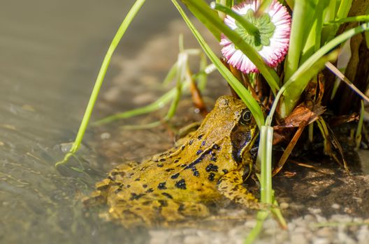 Closeup photo of a frog sitting under a broken flower by the side of a pond on a sunny day.