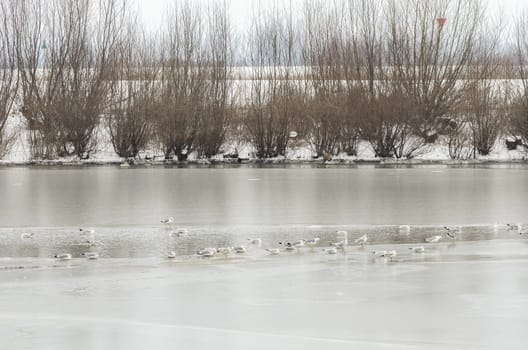 Large group of gulls gathered together on a thawed section of a frozen river