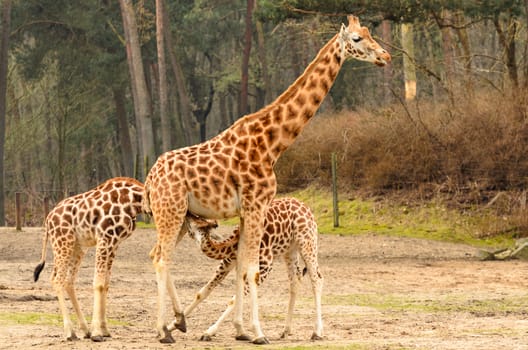 Two young giraffe at the zoo drinking from the mother giraffe.