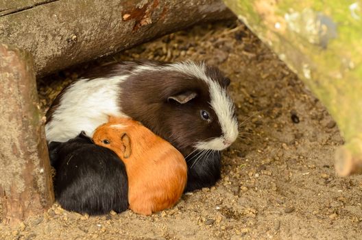 Group of small baby guinea-pigs taking shelter with they're mother in a hollow under some branches.