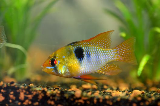 Closeup view of the Mikrogeophagus Ramirezi. Colorful South American fish.