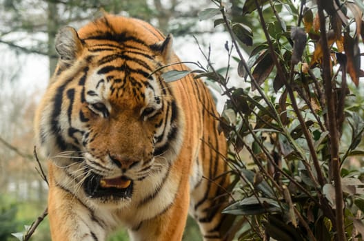 Closeup shot of this male tiger walking straight at the camera from behind a bush.