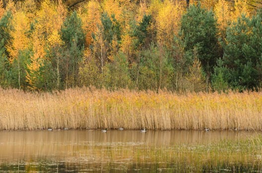 Looking at a forest over a lake. The forest is colored in autumn colors. There are several ducks swimming in the water.