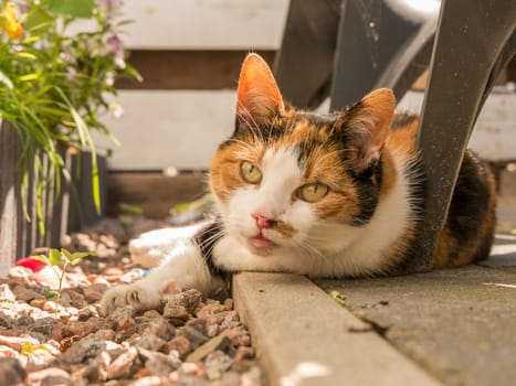 Orange, white and black cat lying in the shade of a chair. Closeup shot of the cat looking towards the camera.