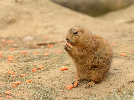 Closeup shot of this animal that looks like a beaver eating pieces of carrot