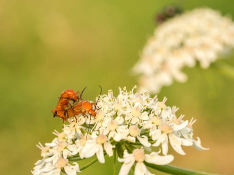 A very common site in Holland. These flowers may be the most prominent around here and due to the warm weather it is swarming with little orange bugs.