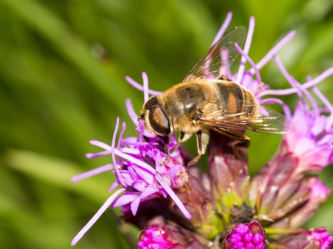 These flowers are always swarming with bee's and wasps towards the end of the day when the sun gets low. This was a very close up shot taken with my macro lens which really isolates the subject nicely.