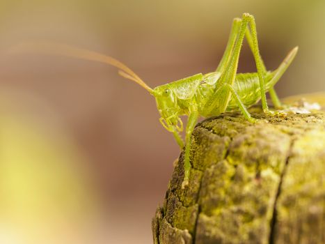 Green grasshopper sitting on a piece of wood.