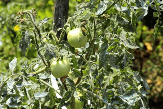 Bush of green tomato in the garden