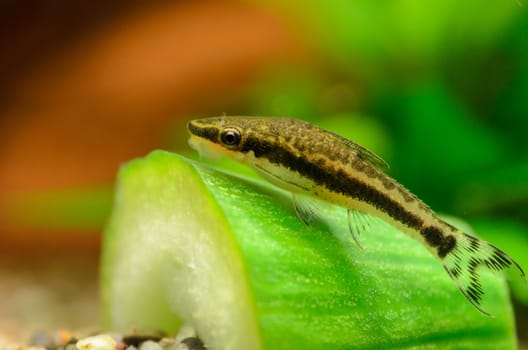 This is a South American Tropical fish called the Otocinclus Vitatus. Here it is pictured on a piece of cucumber.