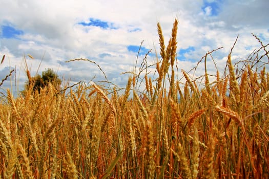 Golden ears on the summer field before harvest