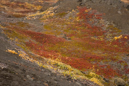 Closeup of arctic tundra vegetation in summer and autumn in greenland with red and yellow colors
