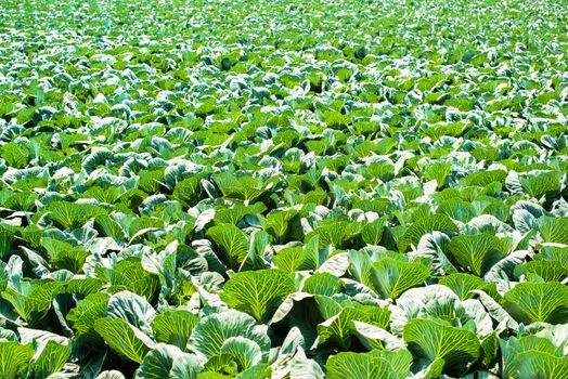 white head cabbages in line grow on field in bright summer light