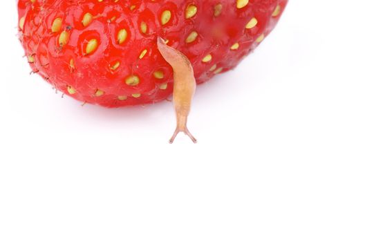 Tiny Fruit Snail Dangles from Fresh Ripe Strawberry closeup on white background