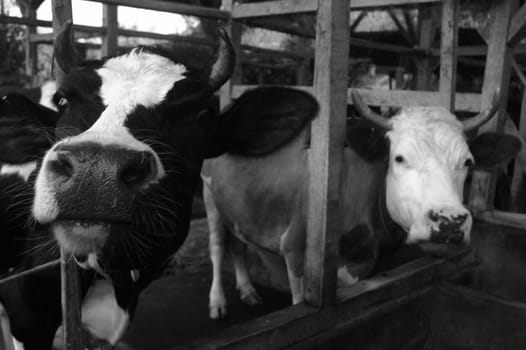 farm cow that produce milk every single day