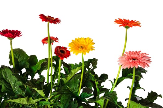 Gerbera daisy on white background