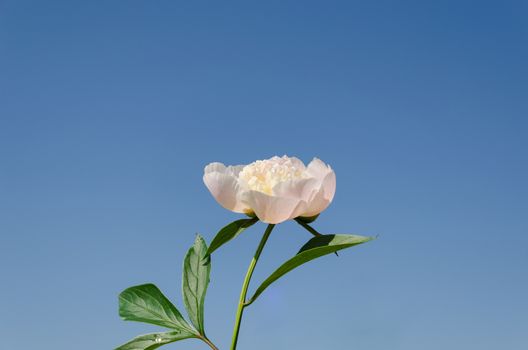 small white peony bud with green leaves on blue sky background