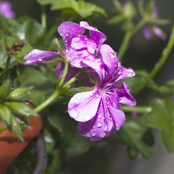 Geranium with drops of water, shallow depth of field
