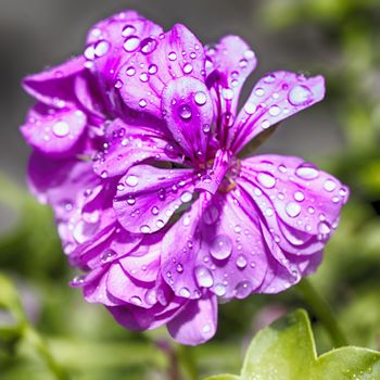 Geranium with drops of water, shallow depth of field