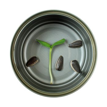 Organic green young sunflower sprout in cans