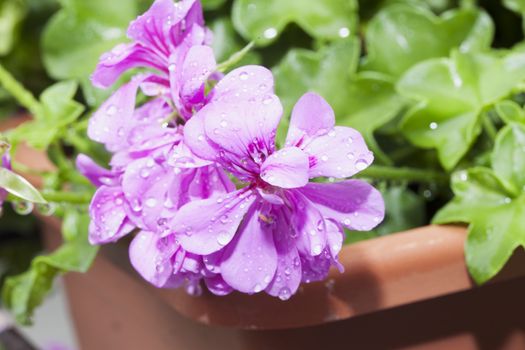 Geranium with drops of water, shallow depth of field