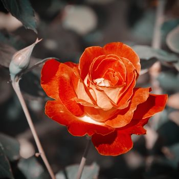 Photo of  Rose Flower Over Natural Background