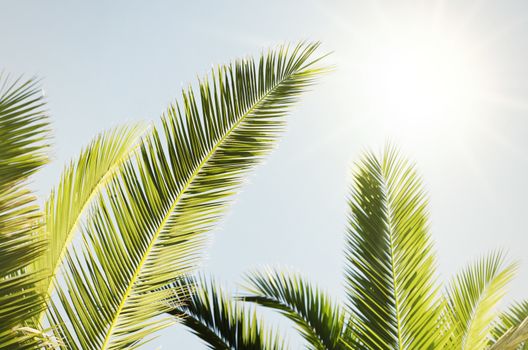 Summer Palm Tree Leaves Over Bright Sun Background