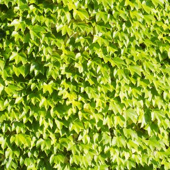 Photo of the Green Leaves Background