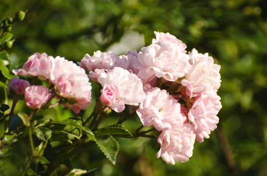 Photo of  Rose Flower Over Natural Background