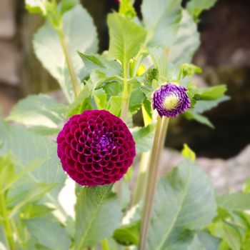 Photo of Bright Color Chrysanthemum Flower in Sunny Day 