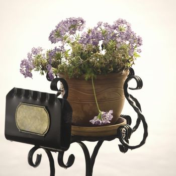 Flower With Vintage Empty Brass  Plate, Copyspace