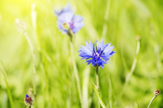 Photo of the Cornflower Blooming in Nature Background 