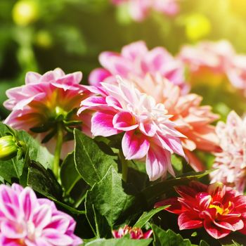 Photo of Bright Color Chrysanthemum Flower in Sunny Day 