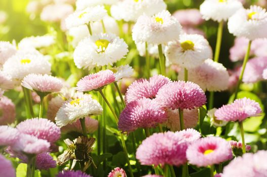 Photo of Spring or Summer Flower Over Natural Background
