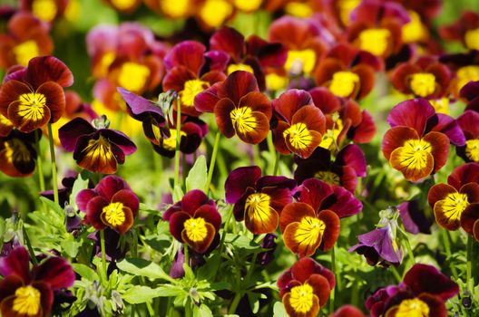 Photo of Bright Pansy Flower Background 