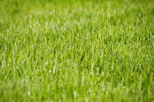 Green Grass Background, Shalow DOF