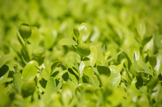 Photo of Vitality Green Spring Leaves 