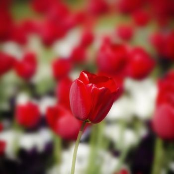 Photo of the Red Tulips Over Natural Background 