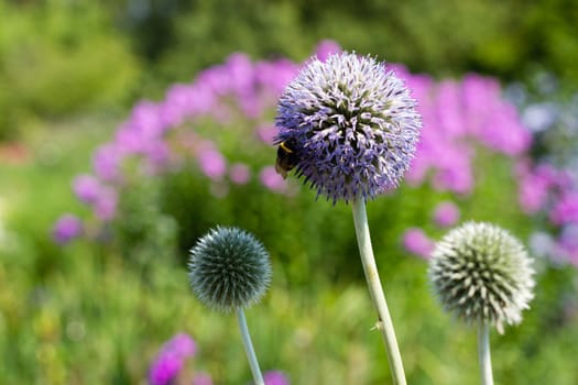 a blue purple thistle with two smaller thistles and purple flowers in the background